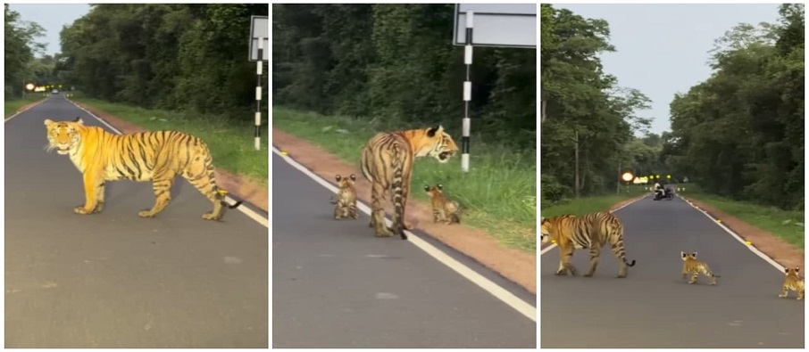 tiger cubs tadoba